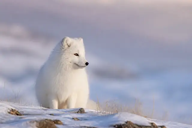 Una volpe artica nel folto mantello bianco invernale, seduta su un pendio innevato della tundra.