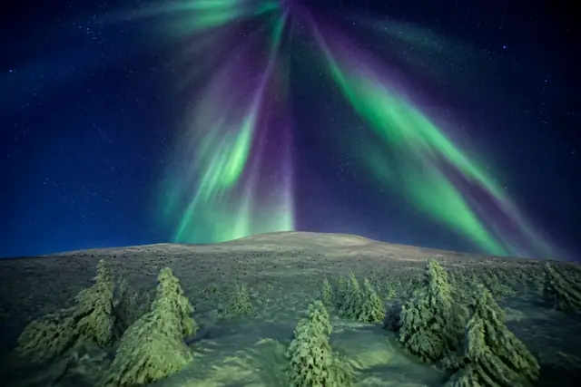 Raggi d’aurora verdi e viola si incontrano in alto, sopra un’altura innevata e abeti coperti di galaverna.