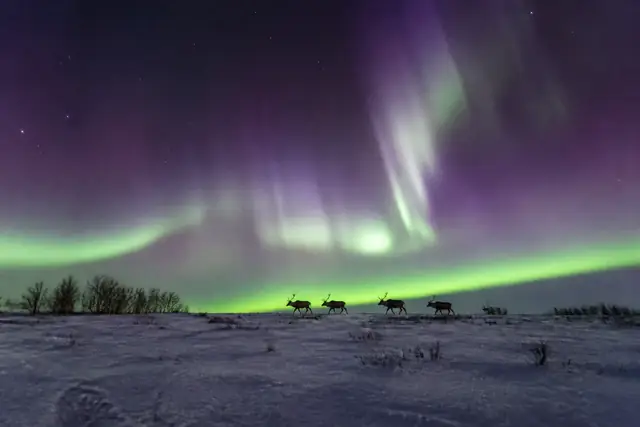 Pieni porotokka kulkee lumisen aukean poikki tummina siluetteina pyörteilevien revontulten alla.
