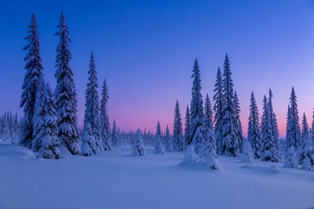 Abeti innevati contro un cielo che sfuma dal blu intenso a una fascia rosa-viola, a mezzogiorno in pieno inverno.