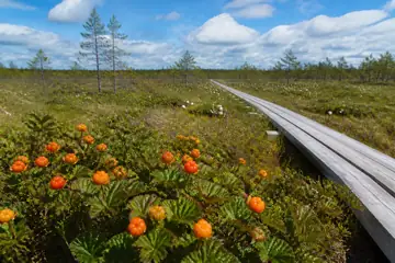 Ripe amber cloudberries in front of a wooden duckboard path crossing a wide northern bog.