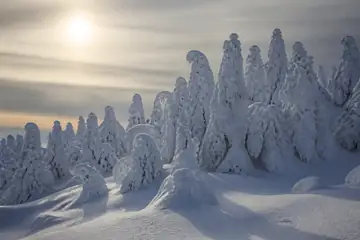 Paksun lumen ja huurteen peittämät kuuset muodostavat veistoksellisia valkoisia hahmoja kalpean, matalan auringon alla.