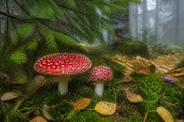 Two red, white-spotted fly agaric mushrooms grow in moss beneath spruce boughs in a misty forest.