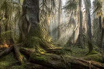 Massiivisia, sammaloituneita kuusia naavan peitossa, kaatuneita runkoja ja vinoja auringonsäteitä kevyessä usvassa.