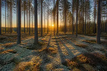 Korkeita, oranssikaarnaisia mäntyjä vaalealla jäkäläkankaalla ja laskevan auringon pitkät varjot.