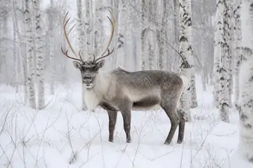 Yksi sarvipäinen poro seisoo lumisessa metsässä hoikkien tunturikoivujen keskellä.