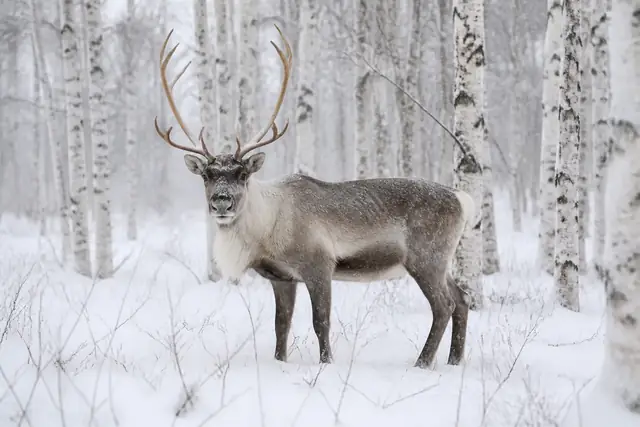 A single antlered reindeer stands in a snowy forest of thin mountain birches.