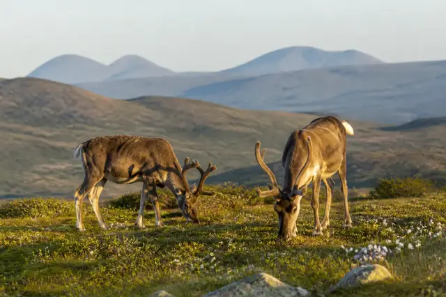 Két háncsos agancsú rénszarvas legel a zöld hegyoldalon, az éjféli nap alacsony, aranyló fényében.